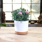 Large Modern Plastic Plant Pot with Drainage Tray-Home decor-Krewe Home Interiors